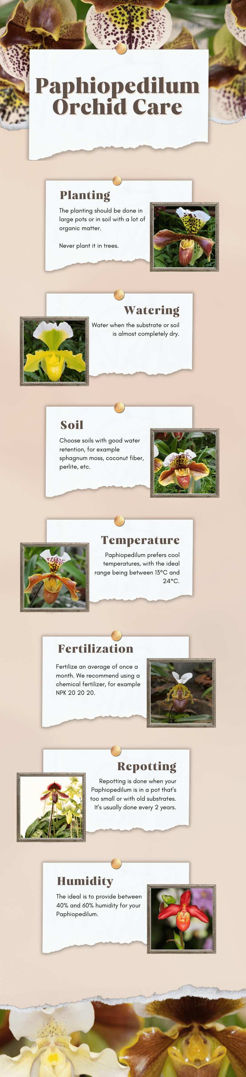 Paphiopedilum orchid care - infographic