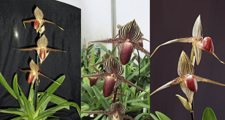 Image Name Paphiopedilum Rothschildianum