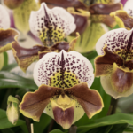 Paphiopedilum (Slipper Orchid): Growth & Care Guide