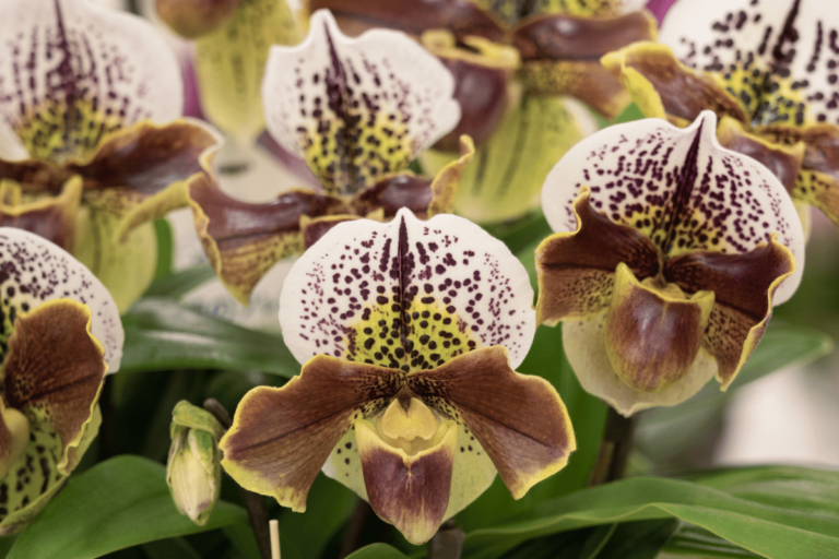 Paphiopedilum – featured image Paphiopedilum (Slipper Orchid): Growth & Care Guide