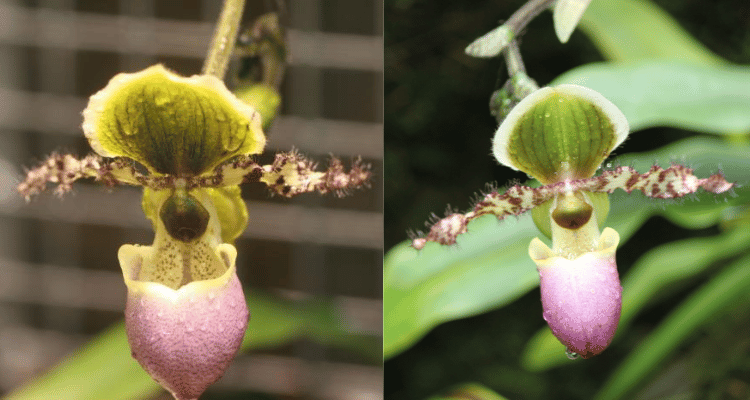 Image Name Paphiopedilum liemianum