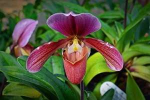Image Name Paphiopedilum orchid 01