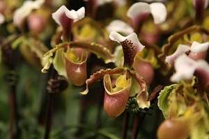 Image Name Paphiopedilum orchid 02