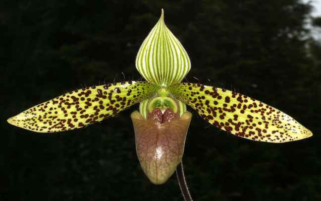 Image Name Paphiopedilum orchid flower