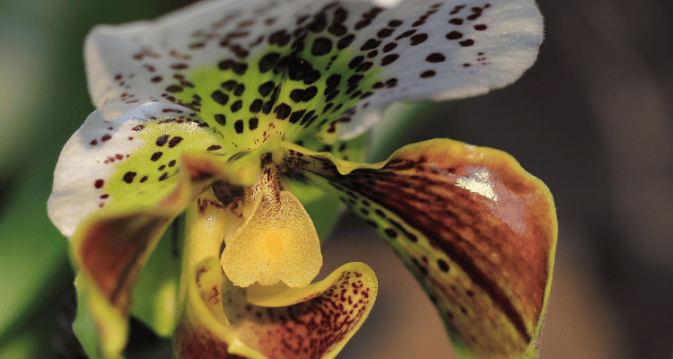 Image Name Paphiopedilum with natural spots on its flower
