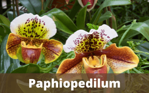 Image Name Paphiopedilum