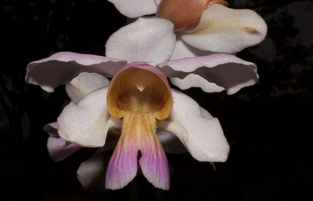 Image Name Papilionanthe teres or vanda teres