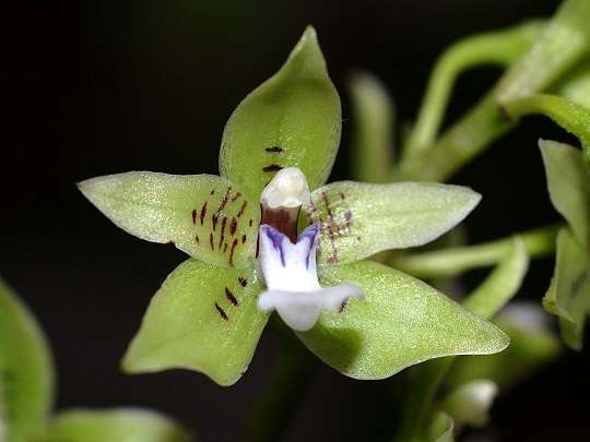 Image Name Paradisanthus micranthus