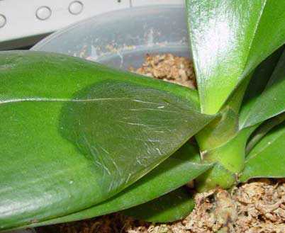 Image Name Pectobacterium or soft rot