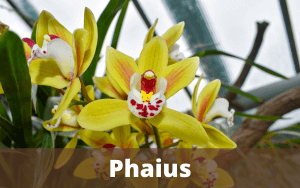 Image Name Phaius