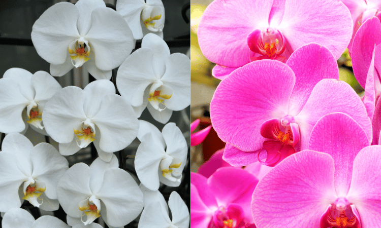 Image Name Phalaenopsis Flowers 03