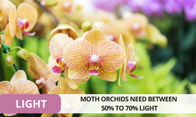 Image Name Phalaenopsis Light