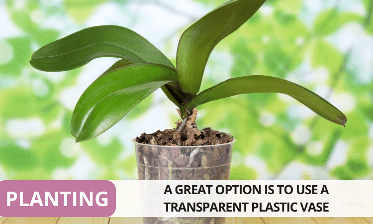 Image Name Phalaenopsis Planting