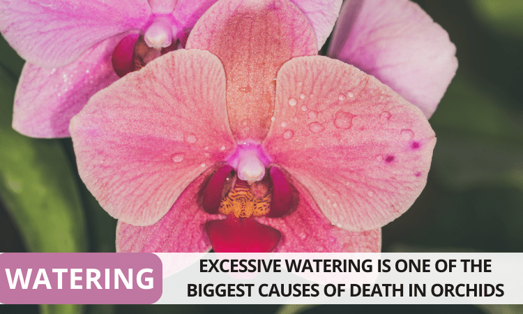 Image Name Phalaenopsis Watering