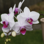 Phalaenopsis (The Moth Orchid): 9-Step Care Guide