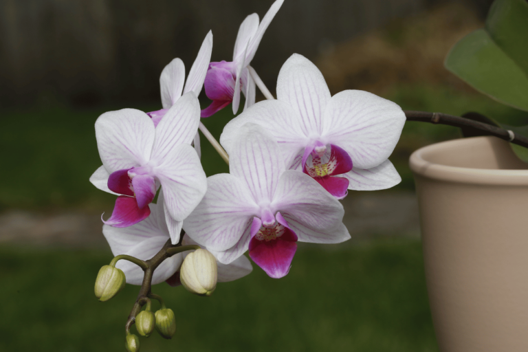 Phalaenopsis – featured image Phalaenopsis (The Moth Orchid): 9-Step Care Guide
