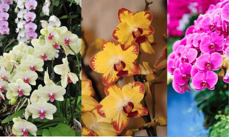 Image Name Phalaenopsis flowers 01