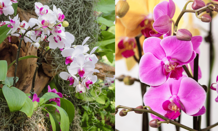 Image Name Phalaenopsis flowers 02