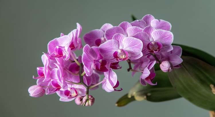 Image Name Phalaenopsis orchid 02