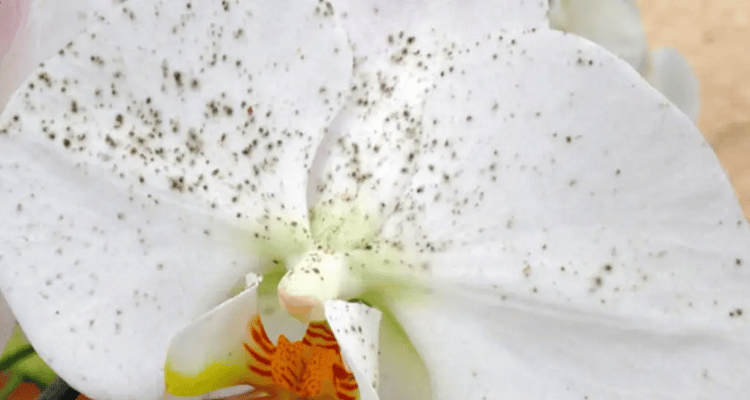 Image Name Phalaenopsis orchid with black spots on flowers due to gray mold disease