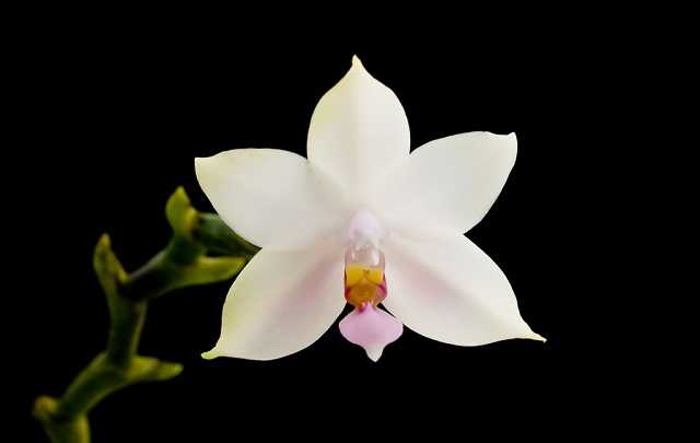 Image Name Phalaenopsis violacea alba