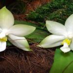 Phalaenopsis Violacea – How to Care for This Orchid