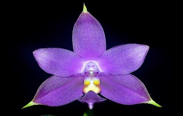 Image Name Phalaenopsis violacea flower