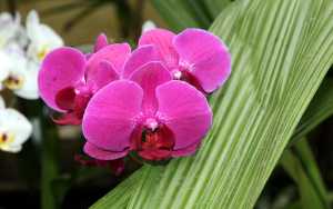 Image Name Phalaenopsis