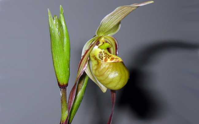 Image Name Phragmipedium caricinum 1
