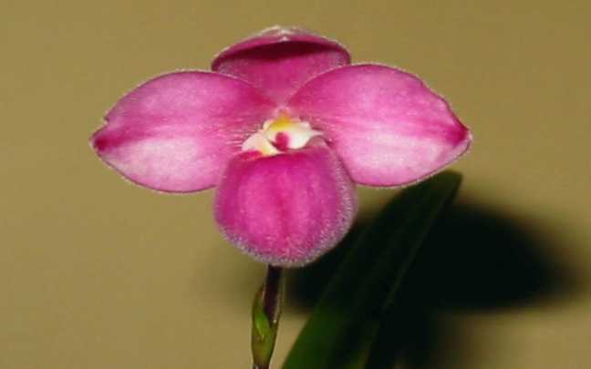 Image Name Phragmipedium fisheri
