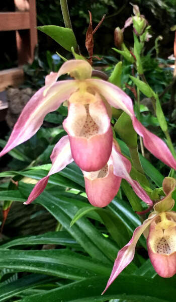 Image Name Phragmipedium flowers