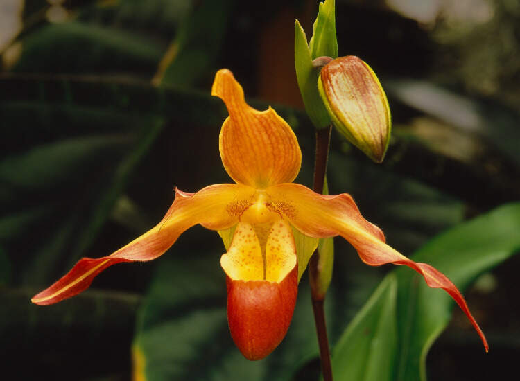 Image Name Phragmipedium in nature