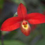 Phragmipedium Orchids - How to Care in 7 Steps