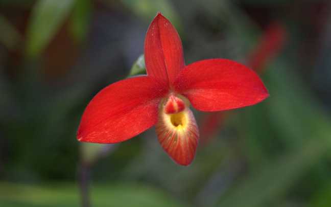 Image Name Phragmipedium orchid