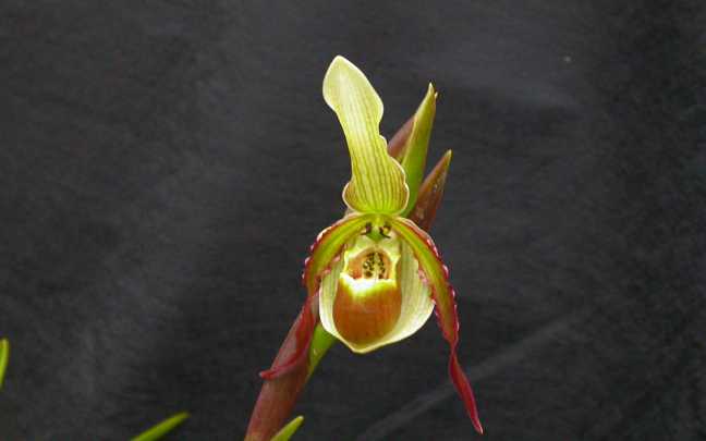 Image Name Phragmipedium vittatum