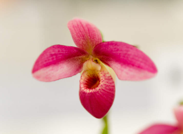 Image Name Phragmipedium with flowers