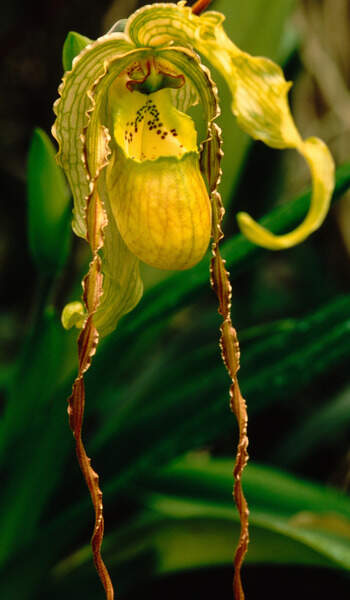 Image Name Phragmipedium