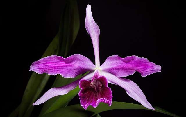 Image Name Pink Cattleya purpurata