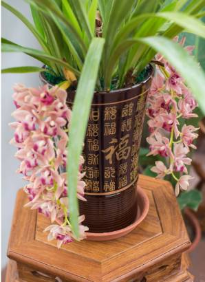 Image Name Pink Cymbidium in a pot