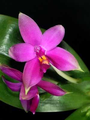 Image Name Pink Phalaenopsis violacea