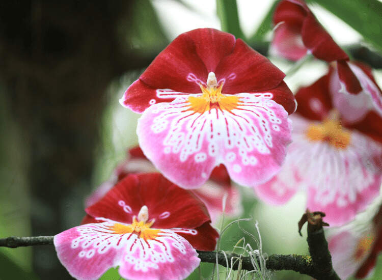 Image Name Pink and red miltonia flower