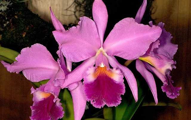 Image Name Pink cattleya labiata