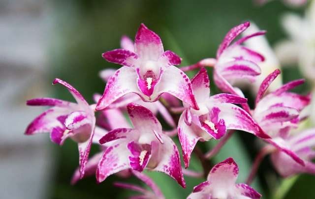 Image Name Pink flower Dendrobium Kingianum