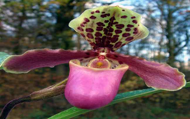 Image Name Pink venus slipper orchid flower
