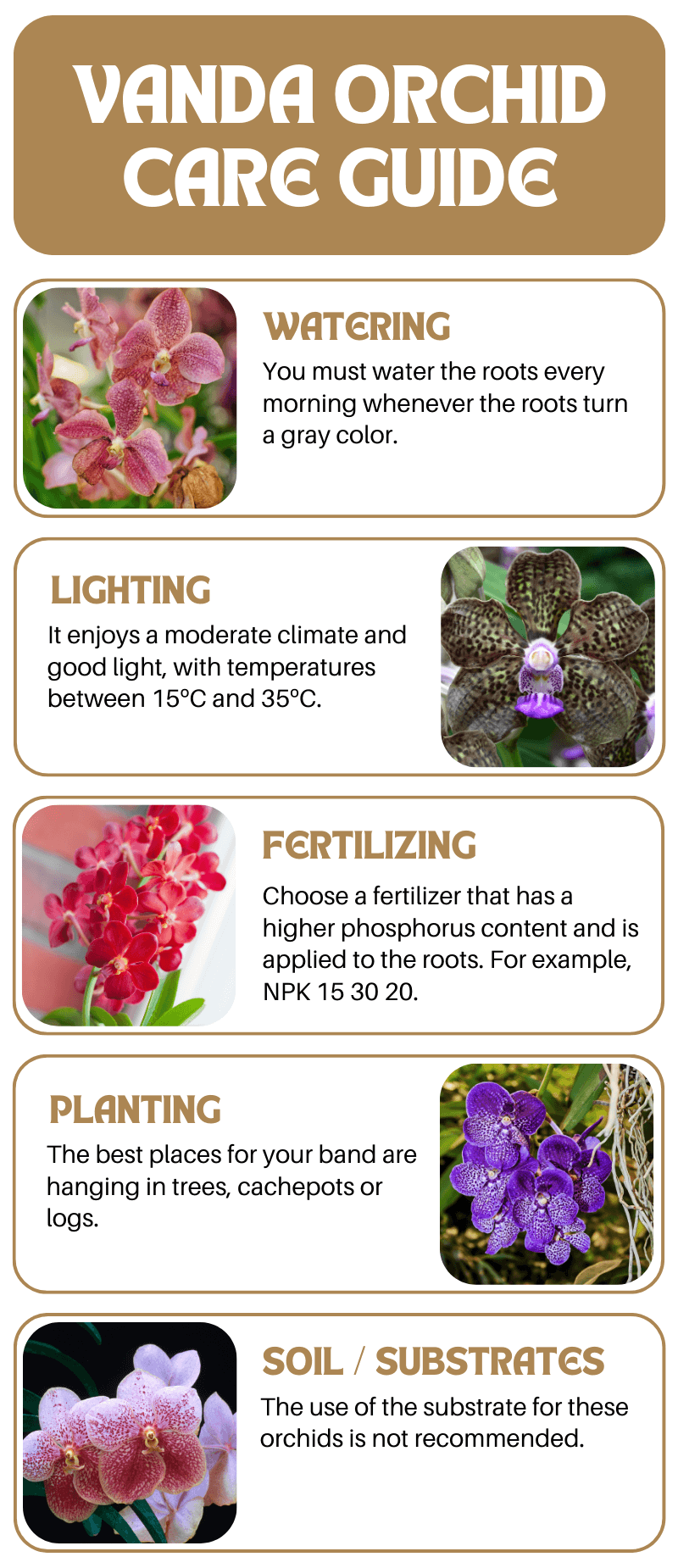 Vanda orchid infographic