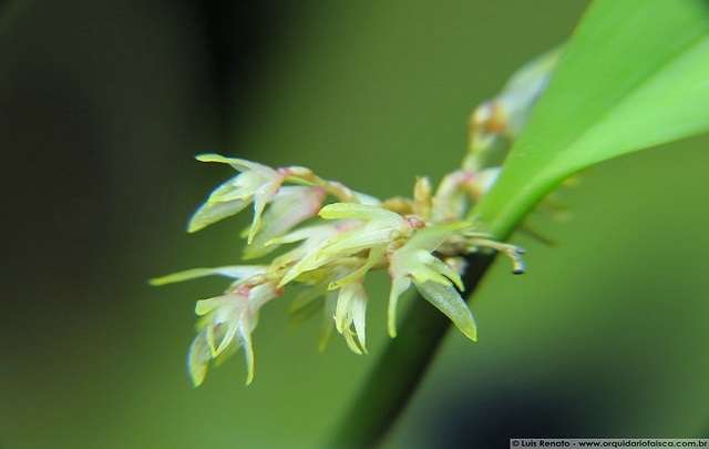 Image Name Pleurothallis Parviflora