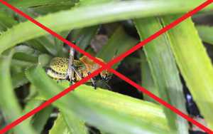 Image Name Prevent pests