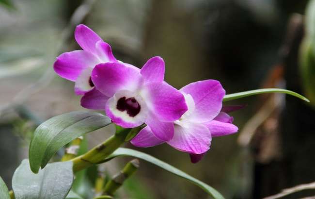 Image Name Purple Dendrobium nobile