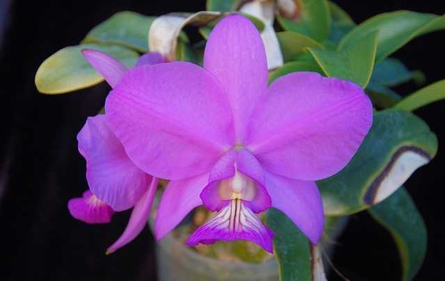 Image Name Queen of the cerrado orchid
