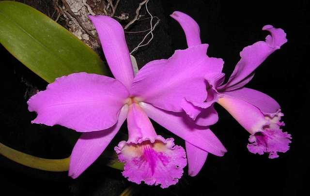 Image Name Queen orchid of northeastern Brazil